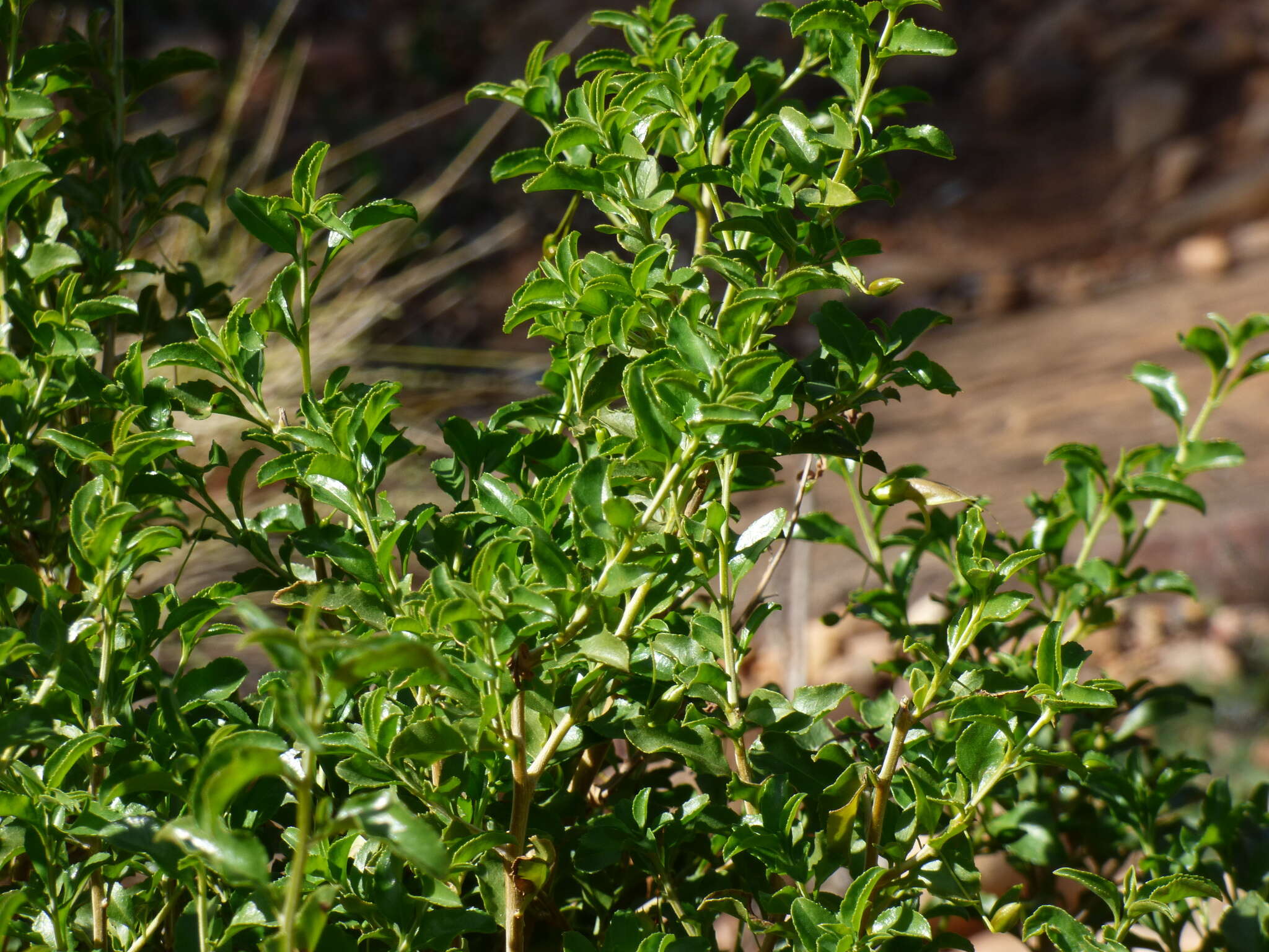 صورة Eremophila serrulata (A. DC.) Druce