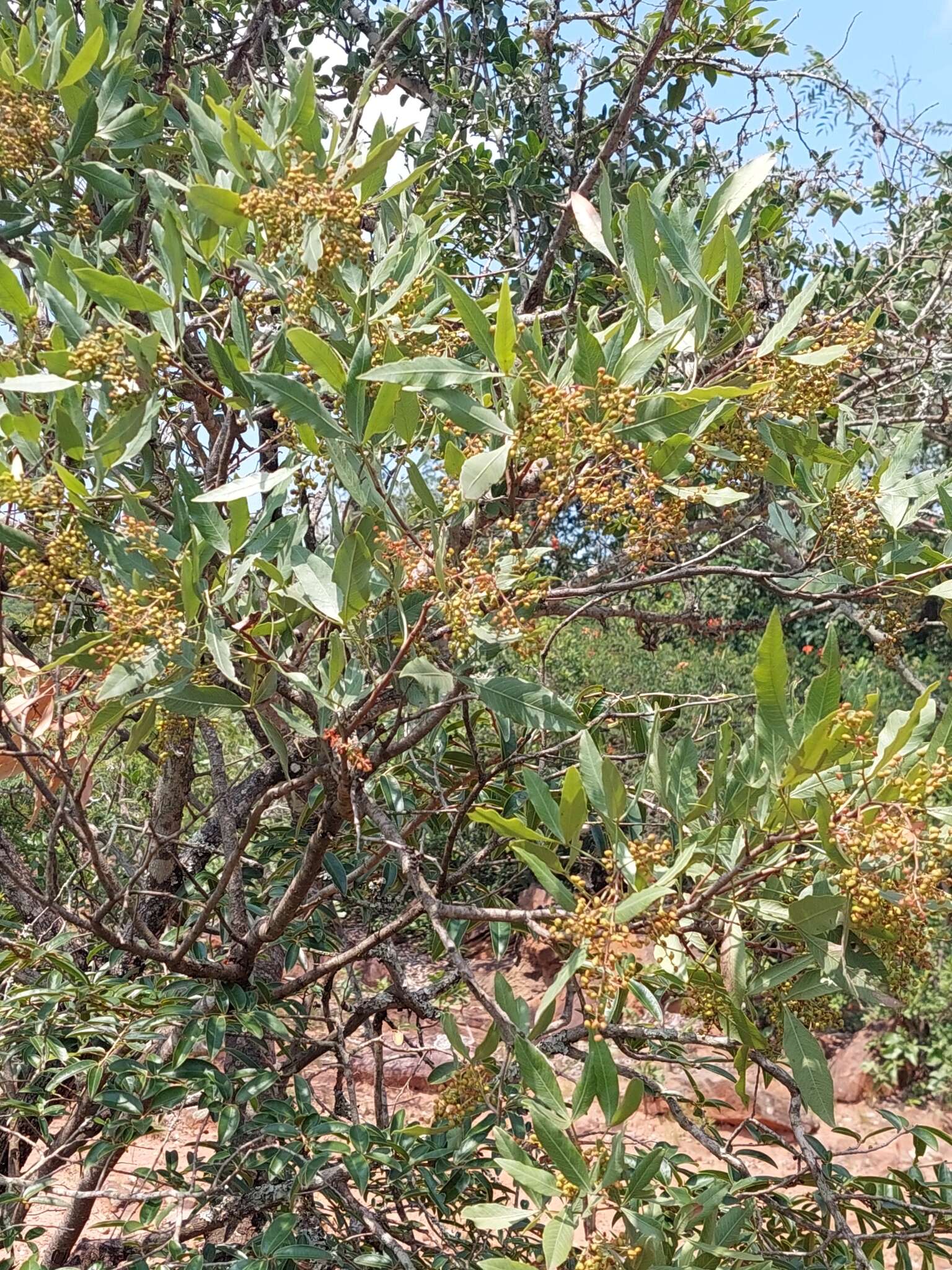 Image de Searsia magalismontana subsp. coddii (R. Fern. & A. Fern.) Moffett