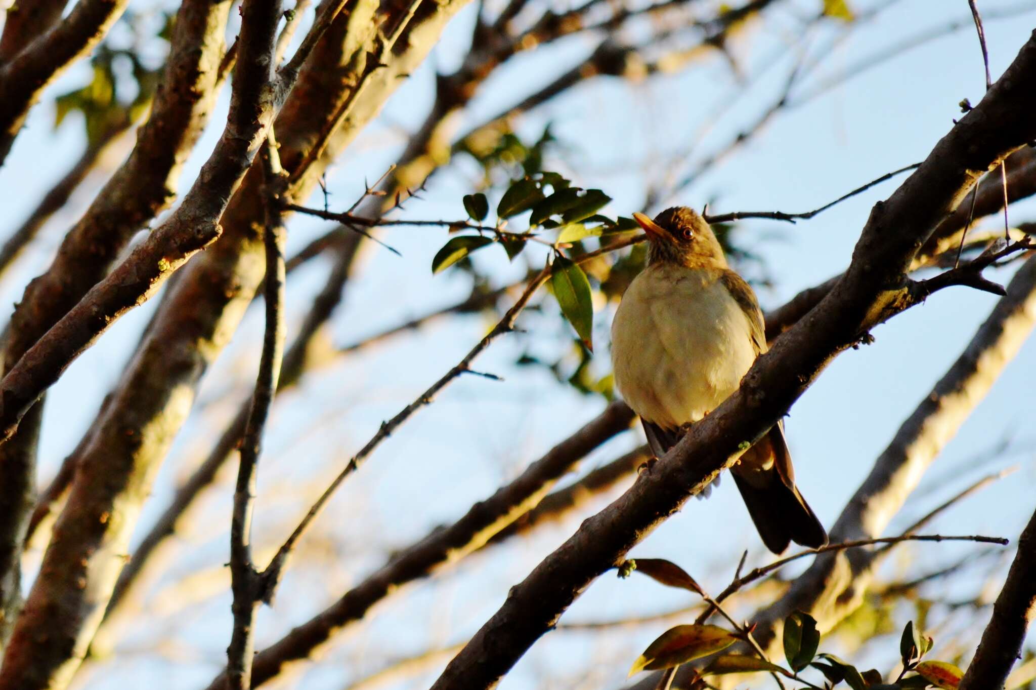 Image of Creamy-bellied Thrush