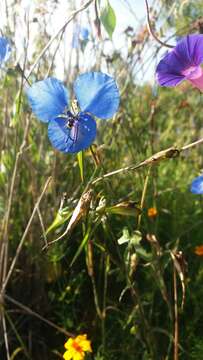 Image of commelina