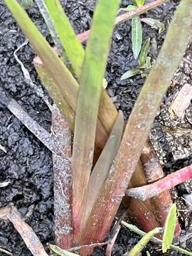 Image of Juncus polycephalus Michx.