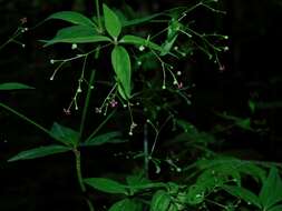 Image of purple bedstraw