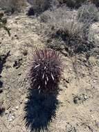 Image of Ferocactus gracilis subsp. coloratus (H. E. Gates) N. P. Taylor