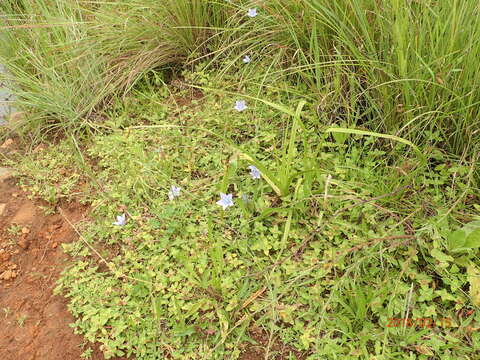 Image of Wahlenbergia krebsii Cham.