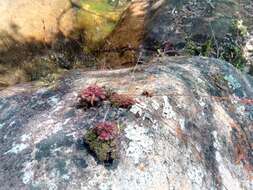 صورة Drosera burkeana Planch.