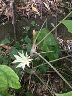 Image of tetrapanax