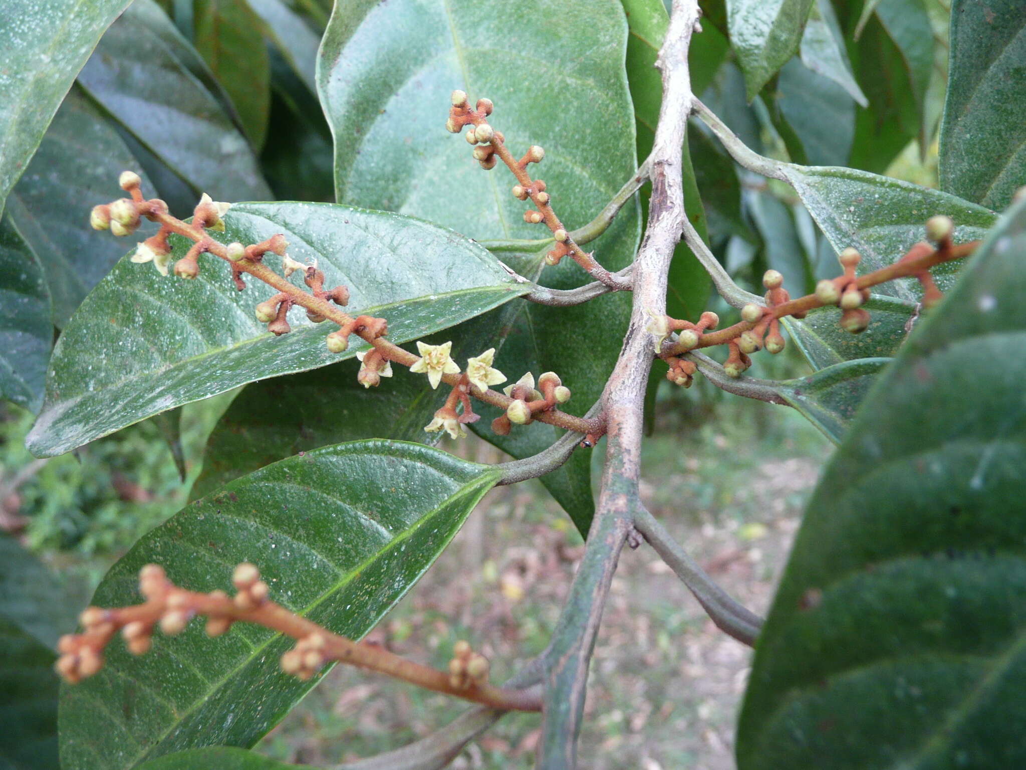 Image of Coula edulis Baill.