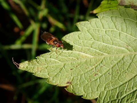 Image of Rhingia nasica Say 1823