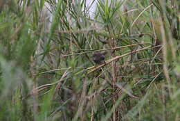 Image of Russet Bush Warbler