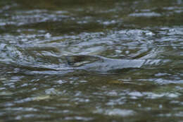 Image of Calico salmon