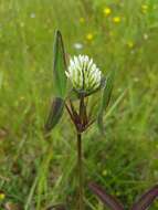 Sivun Trifolium squarrosum L. kuva