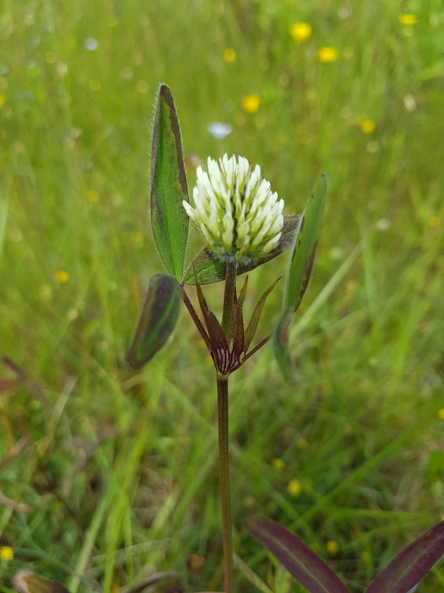 Image of Trifolium squarrosum L.