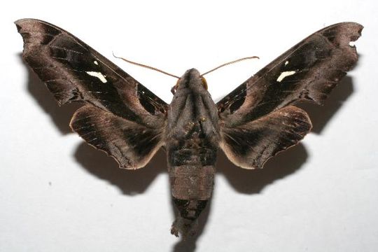 539.blpbg 07 srnp 103731 dhj613695 1181081824 jpg.580x360