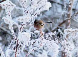 Image of Long-tailed Rosefinch