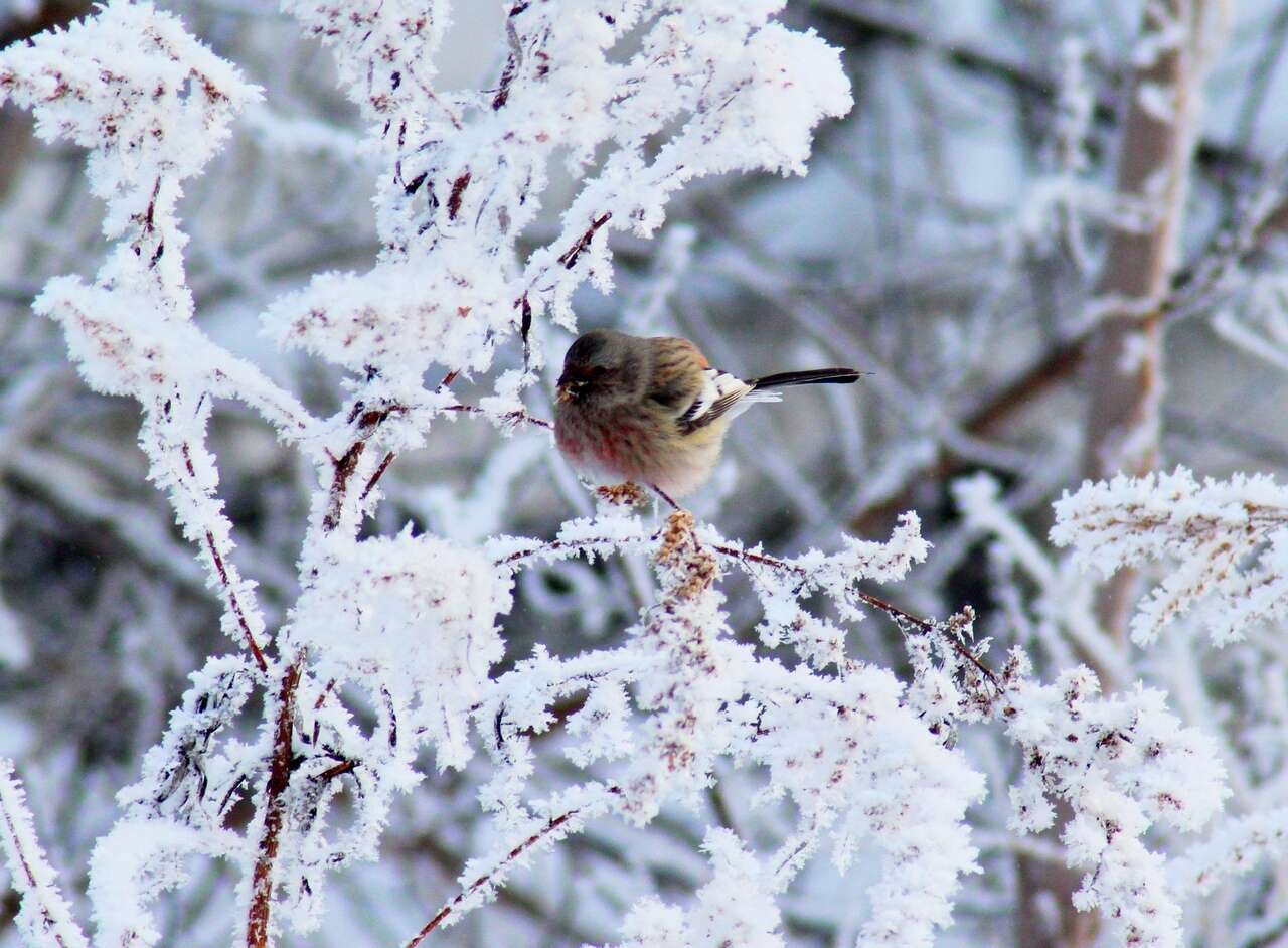 Слика од Carpodacus sibiricus (Pallas 1773)