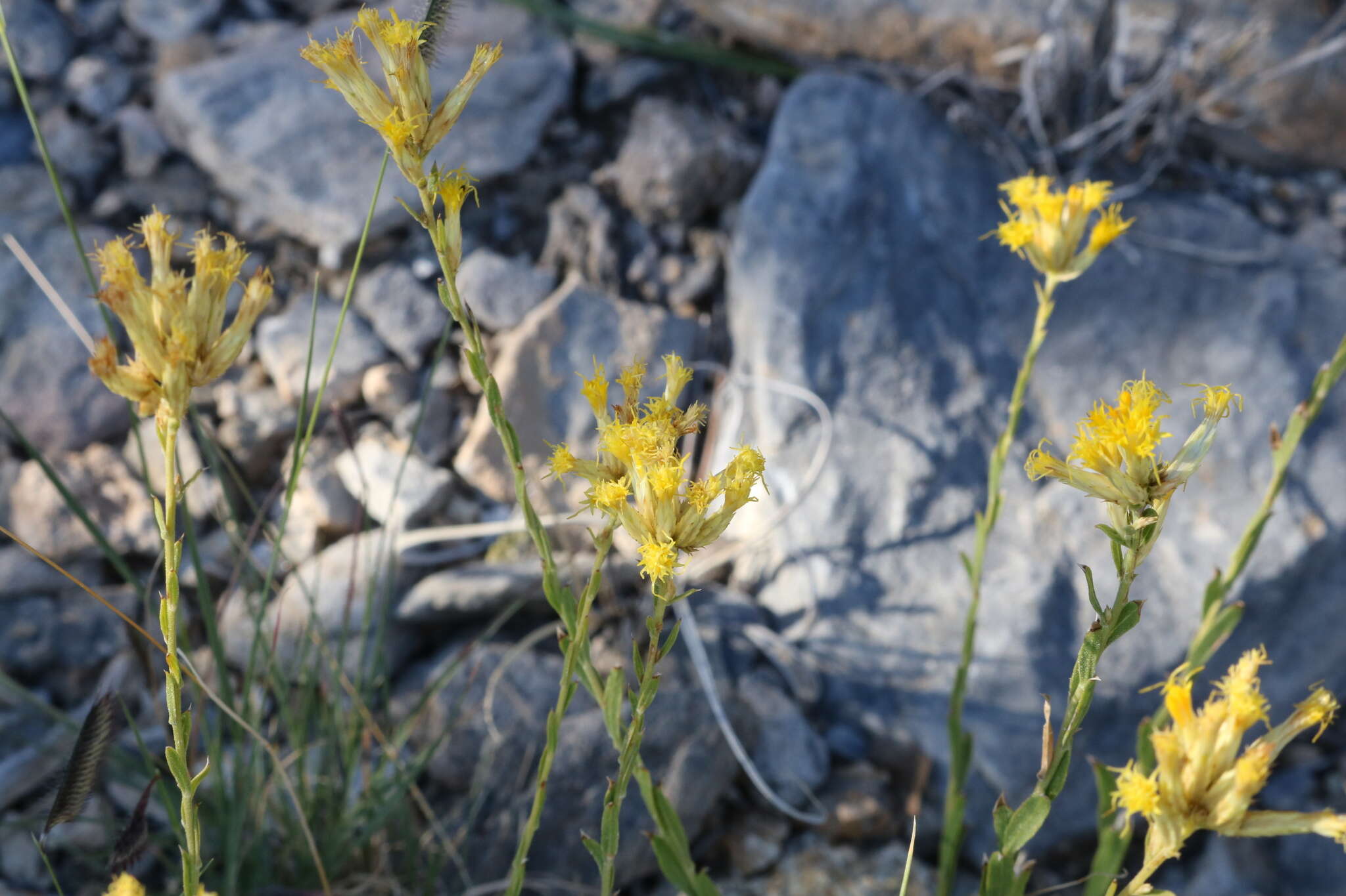 Imagem de Chrysothamnus depressus Nutt.