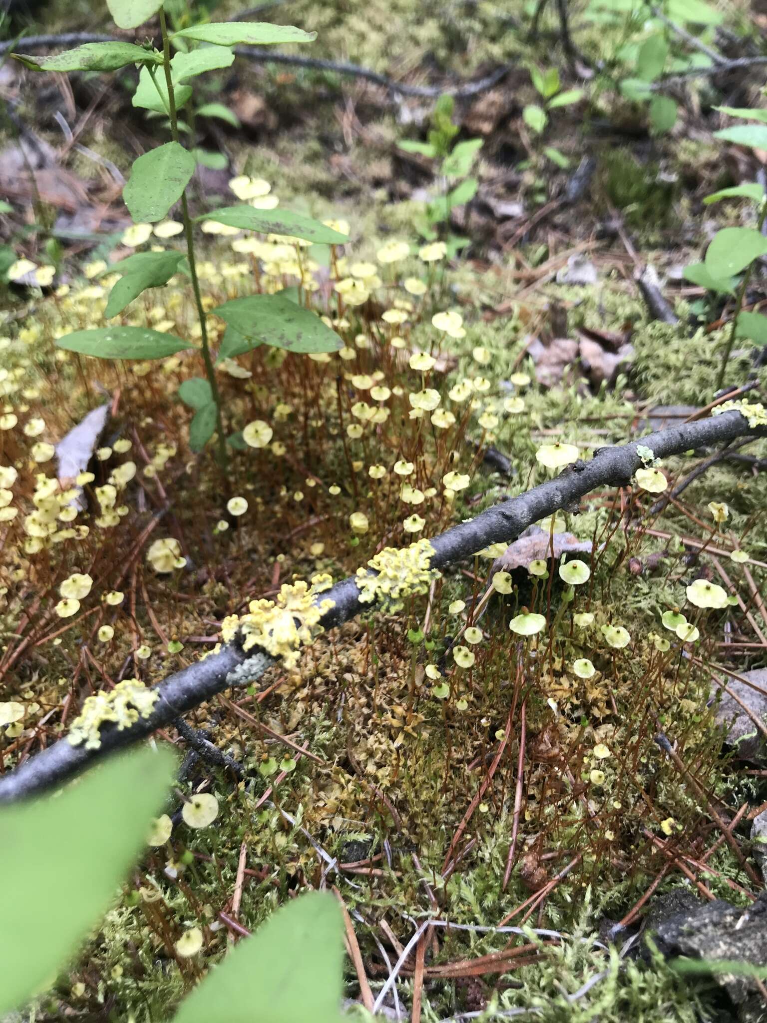 Image of yellow moosedung moss