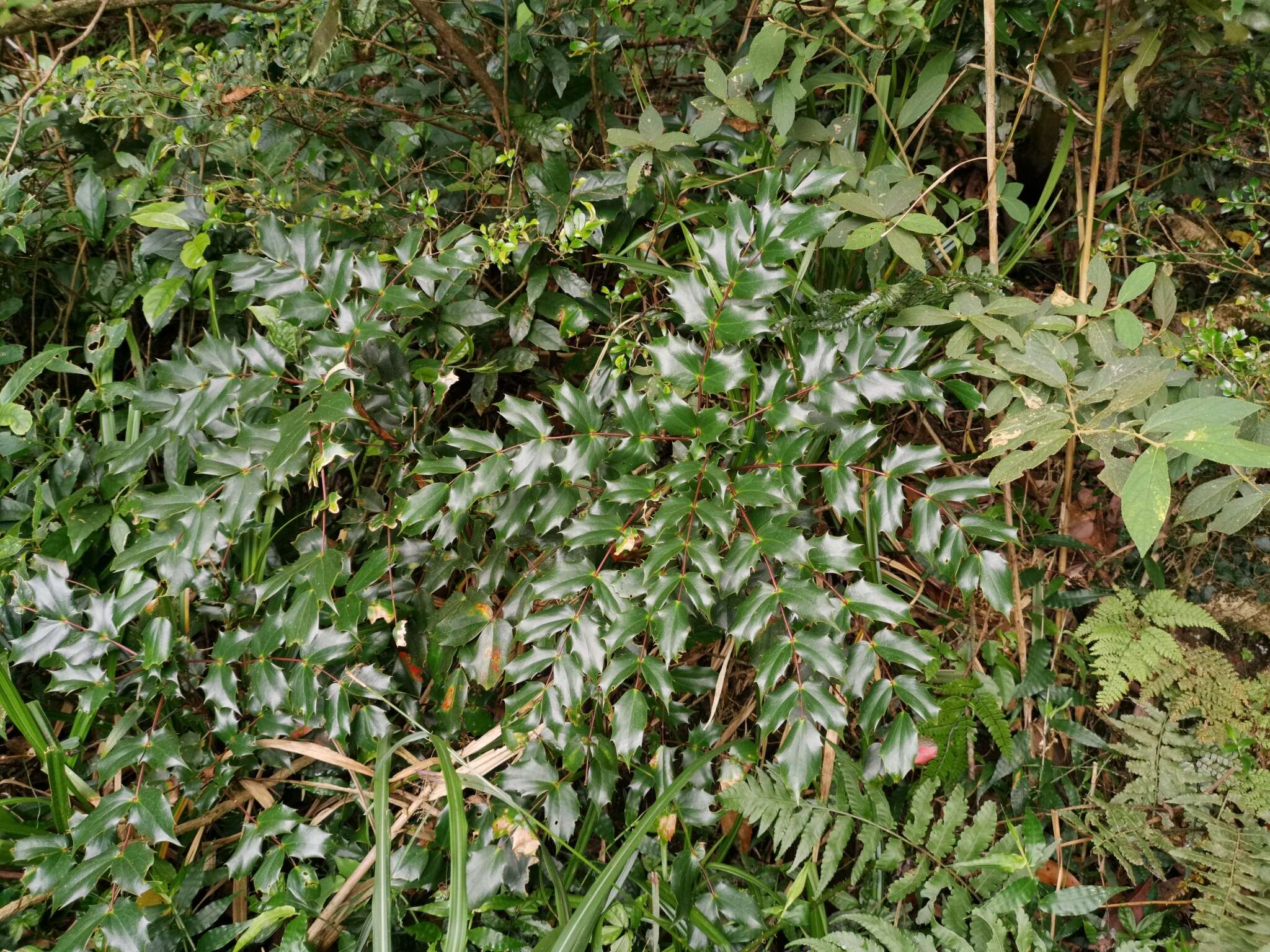 Image of Berberis fortunei Lindl.