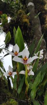 Image of Maxillaria grandiflora (Kunth) Lindl.