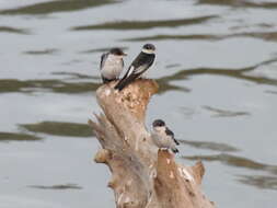 Image of White-winged Swallow