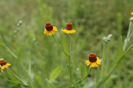 Image of longdisk sneezeweed