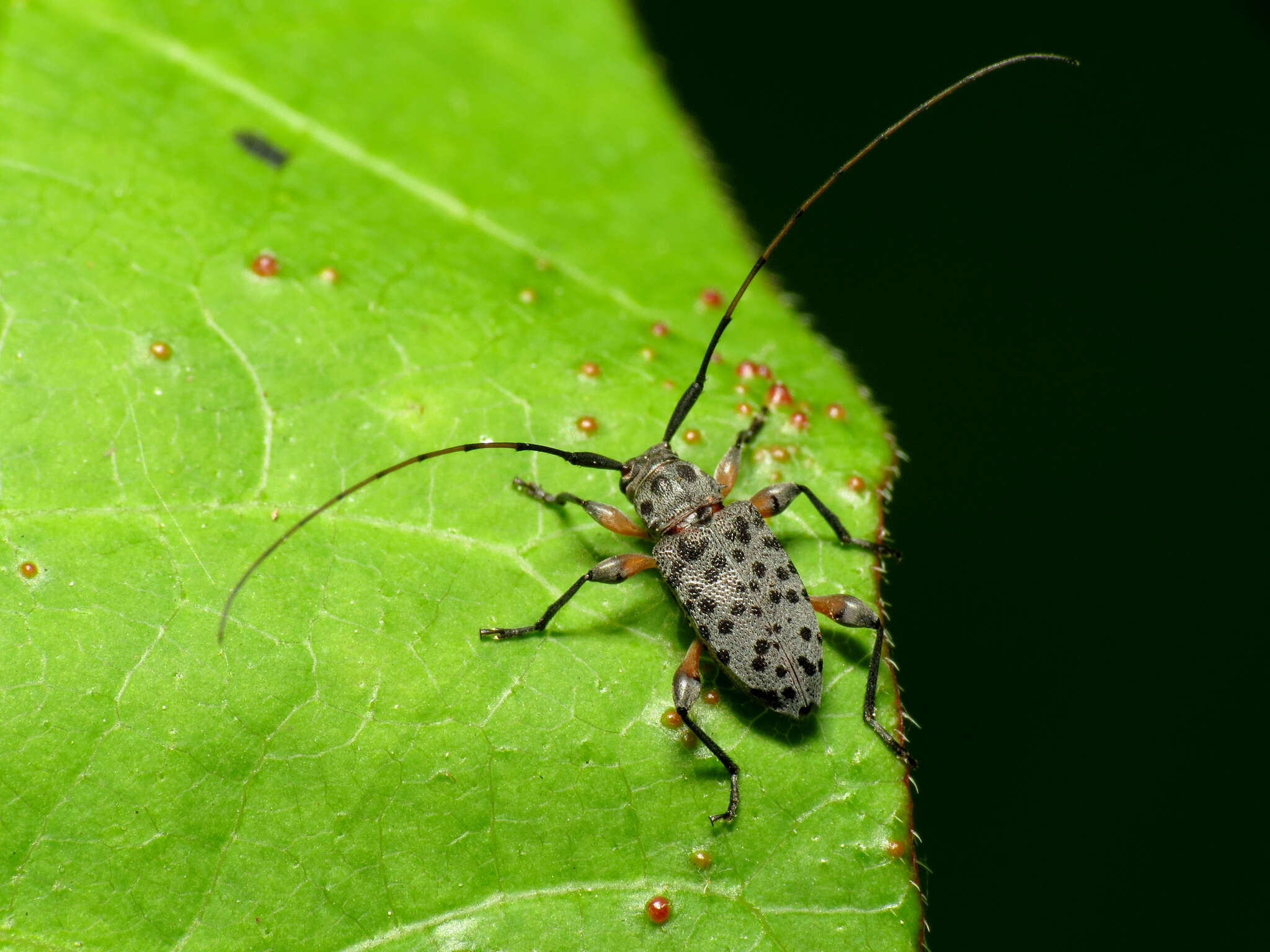 Image of Hyperplatys aspersa (Say 1824)