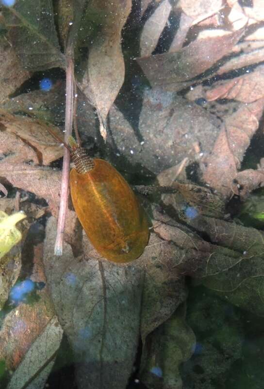 Image of Tadpole shrimp