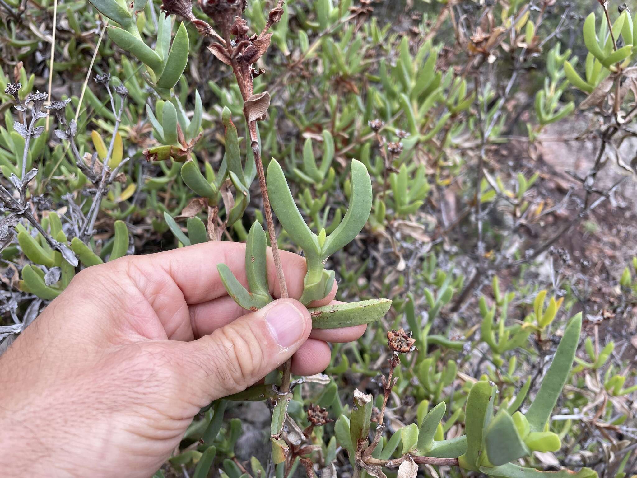 Imagem de Ruschia strubeniae (L. Bol.) Schwant. apud Jacobsen