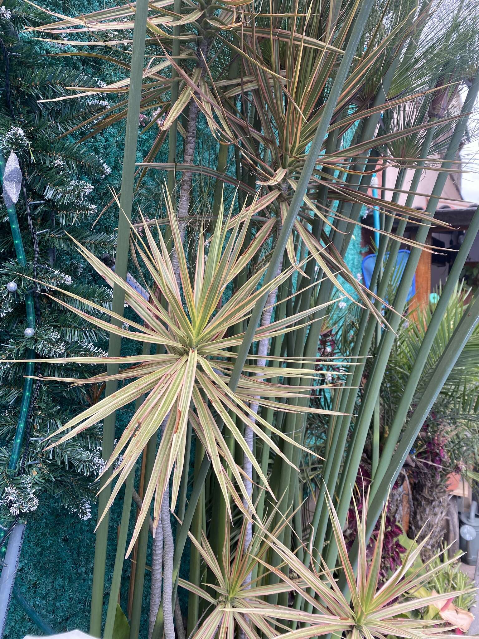 Plancia ëd Dracaena reflexa var. angustifolia Baker