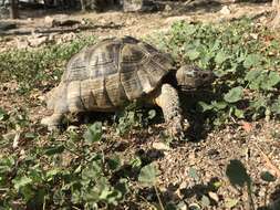 Image of Marginated Tortoise