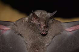 Image of gray short-tailed bat