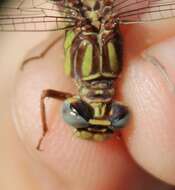 Image of Phanogomphus cavillaris (Needham 1902)