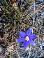 Image of starflower brodiaea