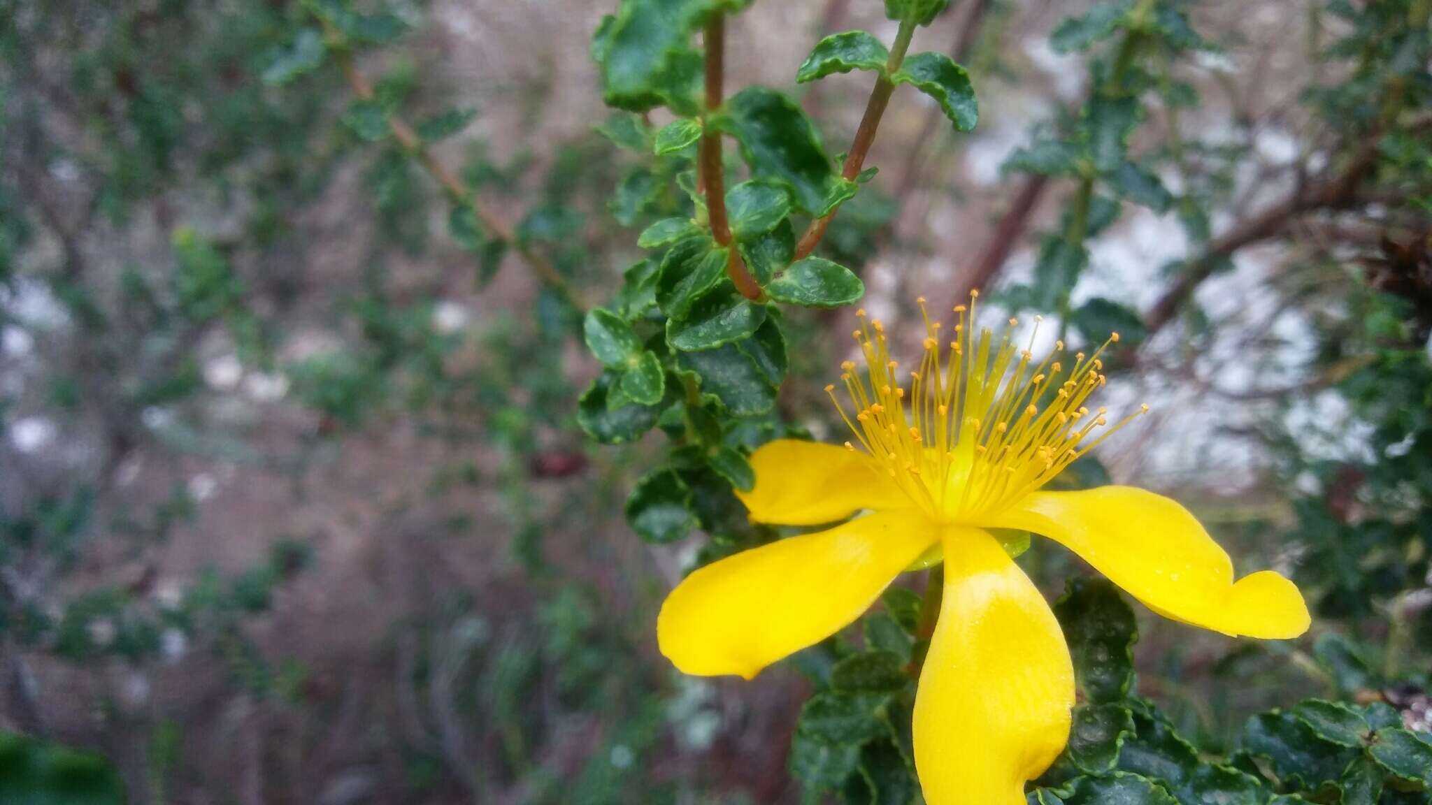 Image of Hypericum balearicum L.