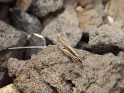 Image of Canarian Pincer Grasshopper