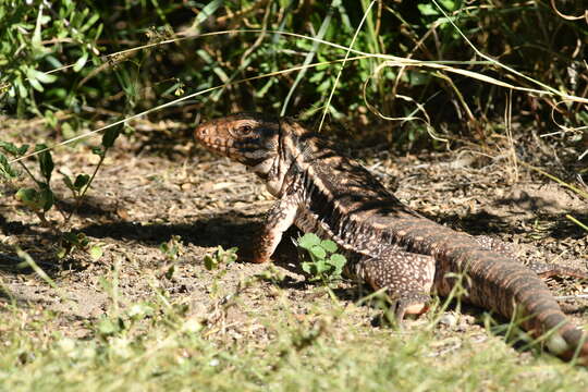 Image of Red Tegu