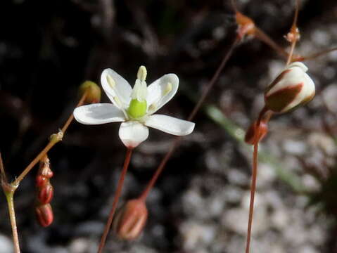 Image of Pharnaceum elongatum (DC.) Adamson