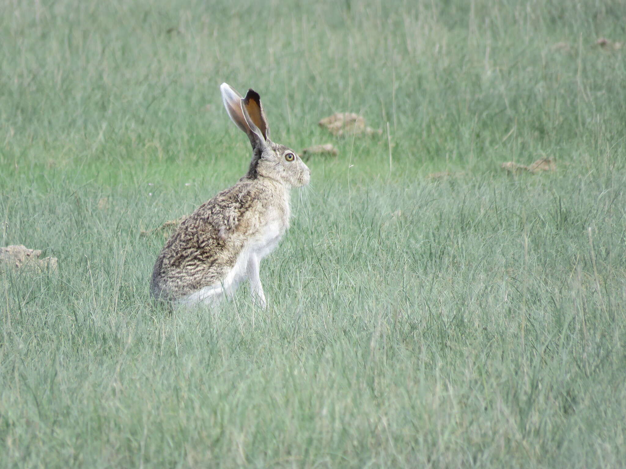 Lepus callotis Wagler 1830 resmi