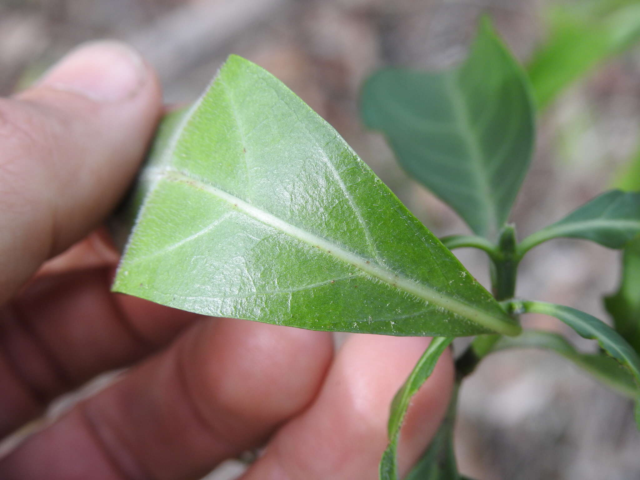 Plancia ëd Psychotria daphnoides A. Cunn. ex Hook.