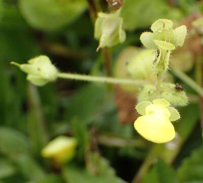 Image of Calceolaria dichotoma Lamarck