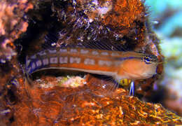 Image of Comical coralblenny