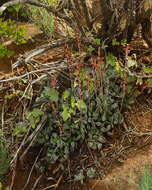 Image of Adromischus cooperi (Bak.) A. Berger