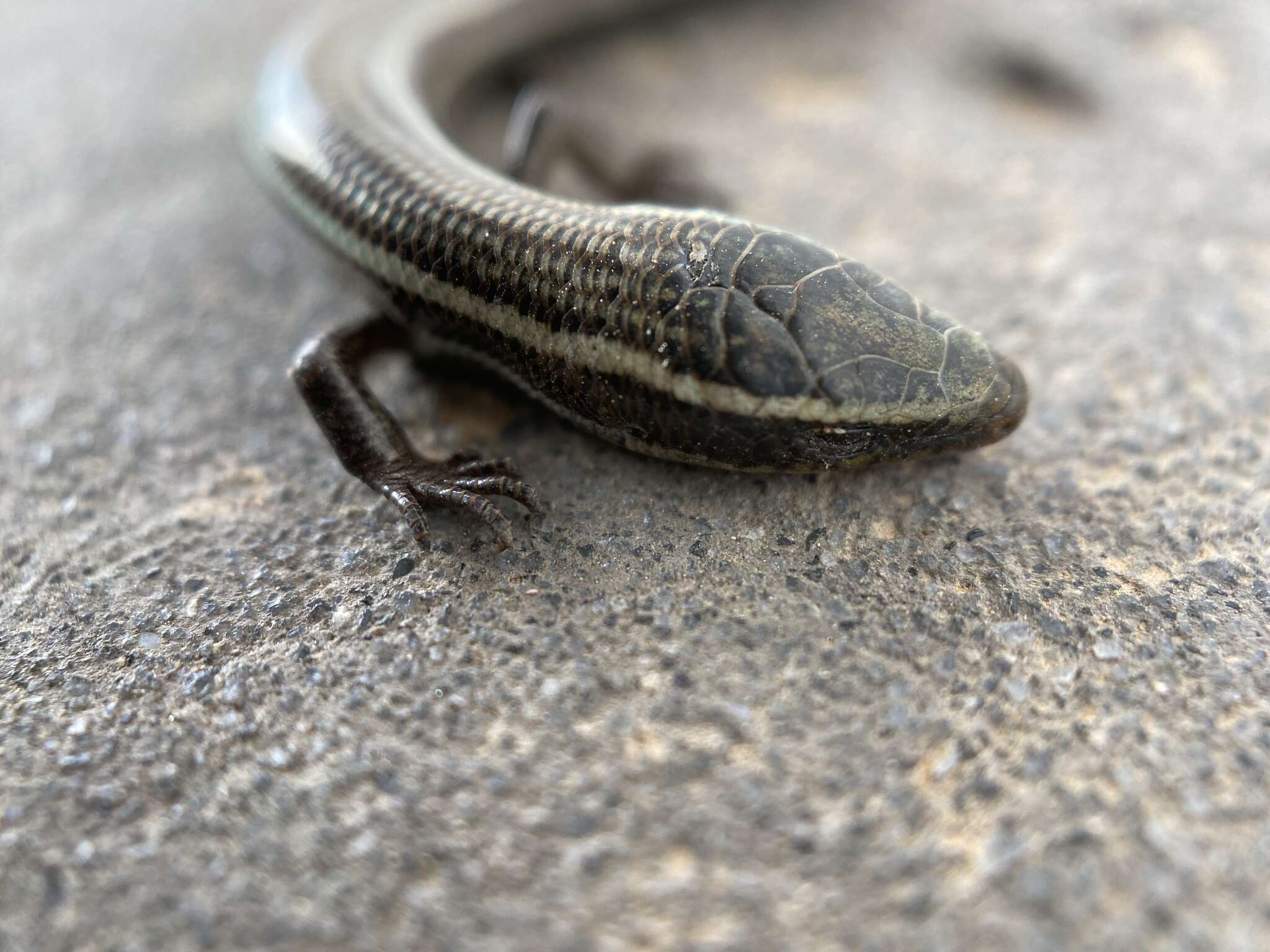 Image of Gran Canaria Skink