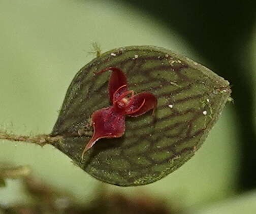 Image of Lepanthes aguirrei Luer