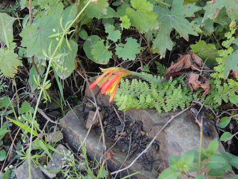 Image of Cyrtanthus epiphyticus J. M. Wood