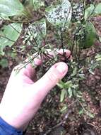 Image of Pittosporum divaricatum Cockayne