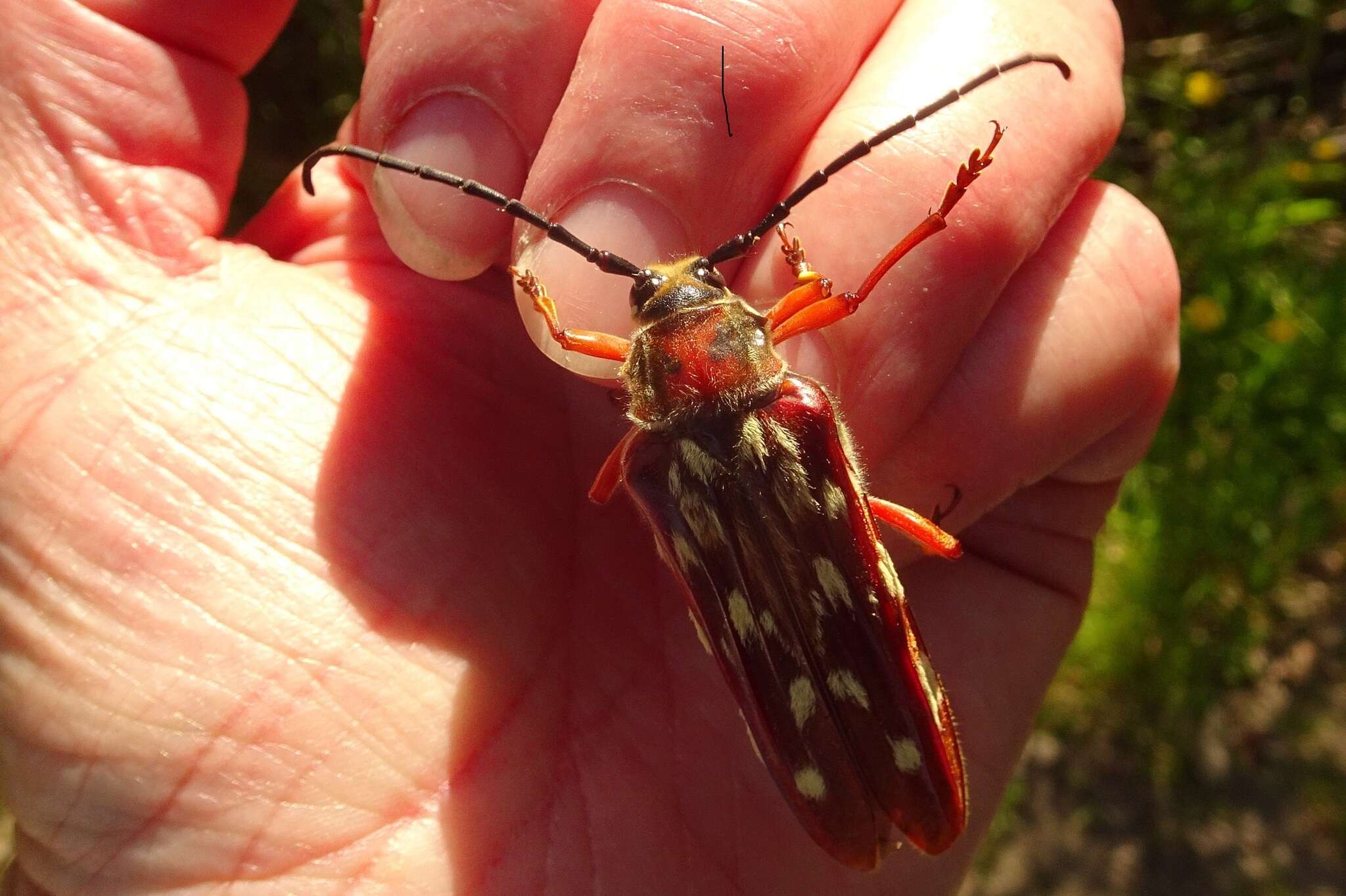 Image of Tragocerus lepidopterus (Schreibers 1802)