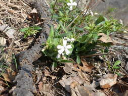 Silene caroliniana subsp. pensylvanica (Michx.) R. T. Clausen resmi