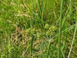 Слика од Cyperus acuminatus Torr. & Hook.