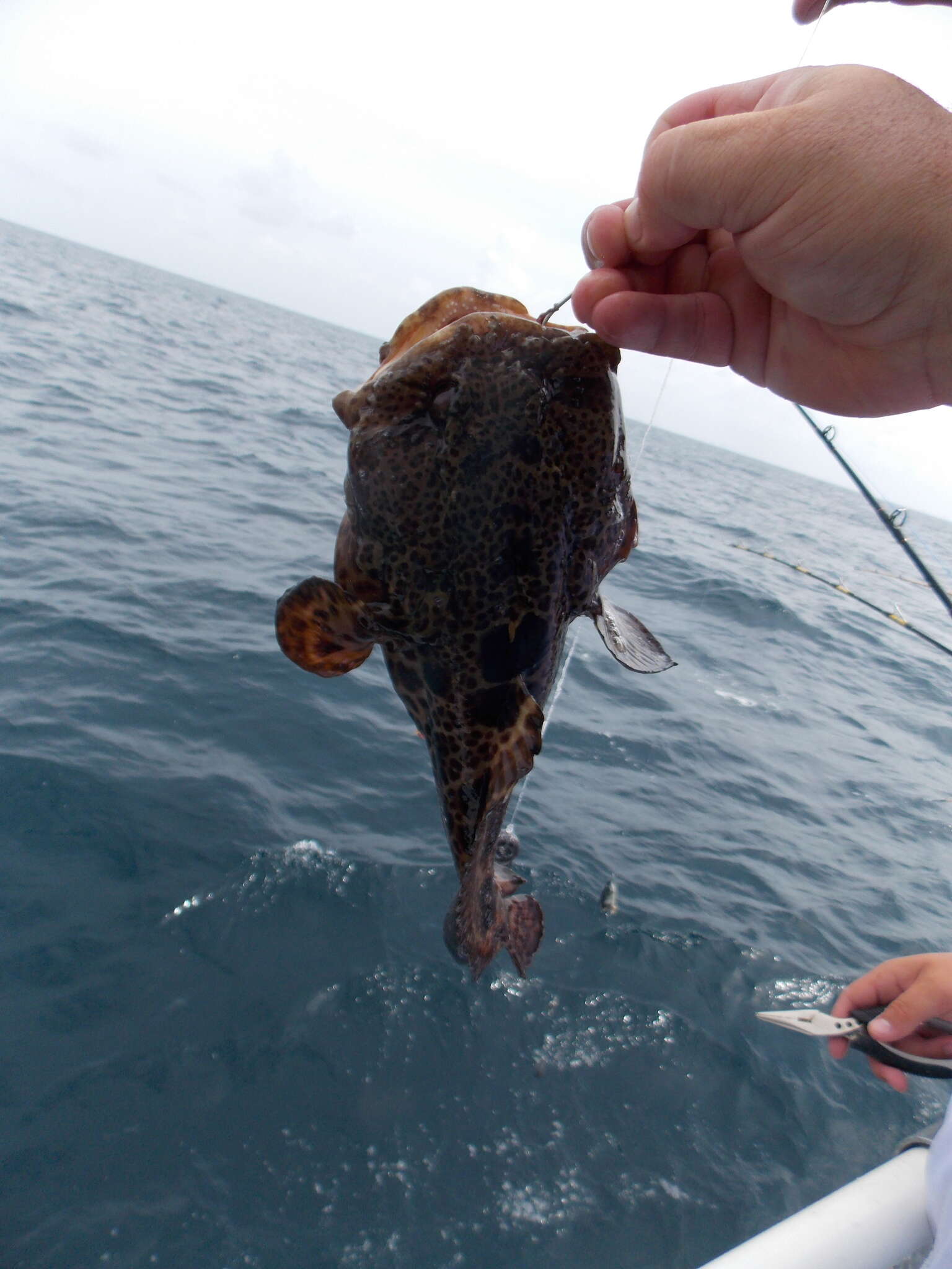 Image of Gulf Toadfish